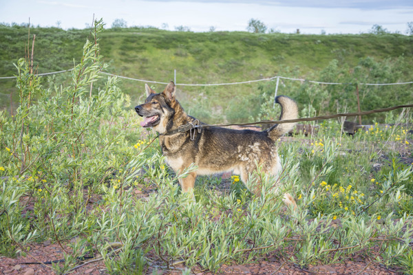 Ny gadehund