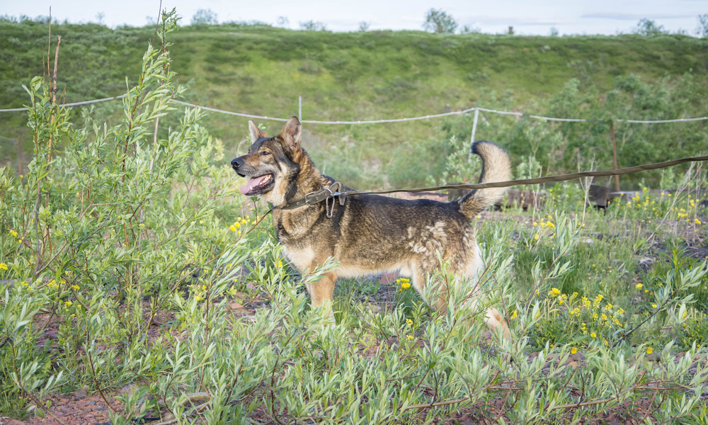 Ny Gadehund
