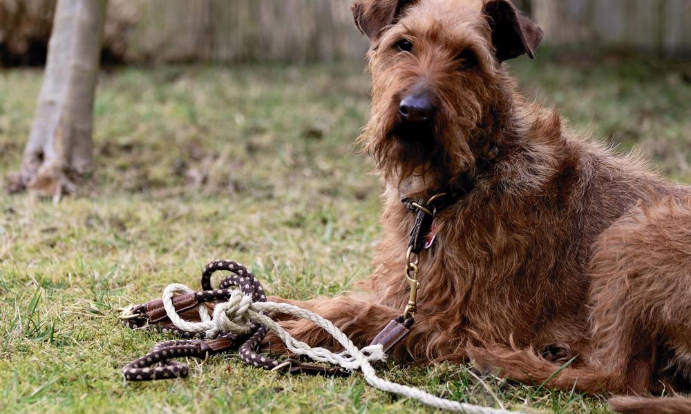 Loppekur Hunde