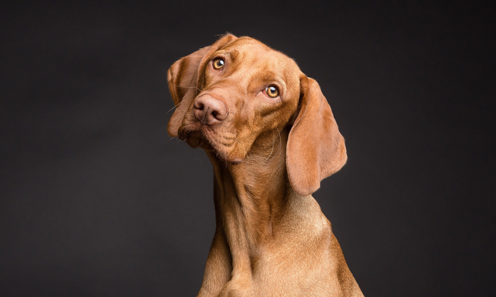 Adoption Af Hunde