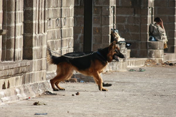 Sådan går det med vores gadehund