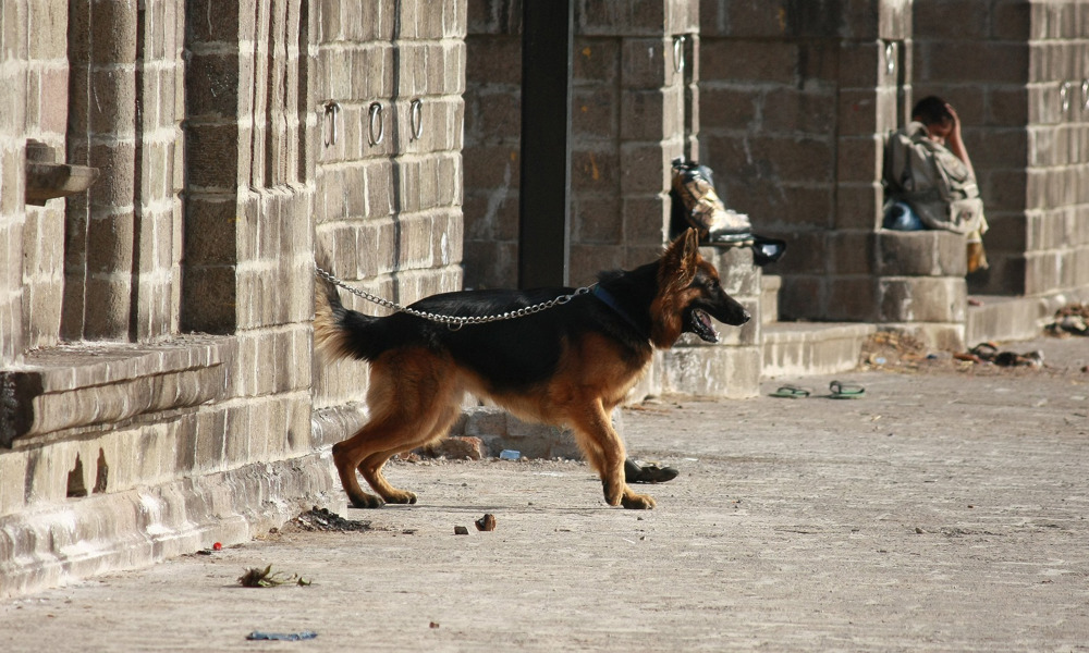 Sådan Har Vores Gadehund Det