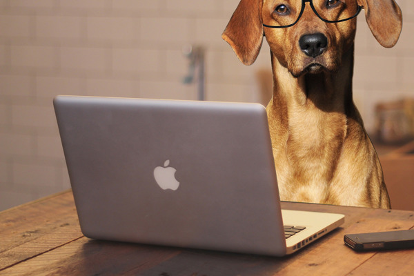 Hvor klog er din hund? Prøv denne intelligens test.
